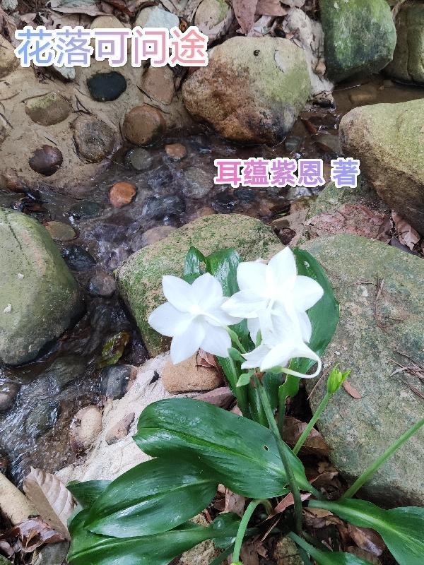 花落伴客途言情