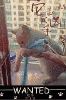 海苔被猫吃了 百度
